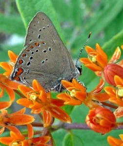 Coral Hairstreak