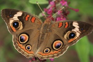 Common Buckeye